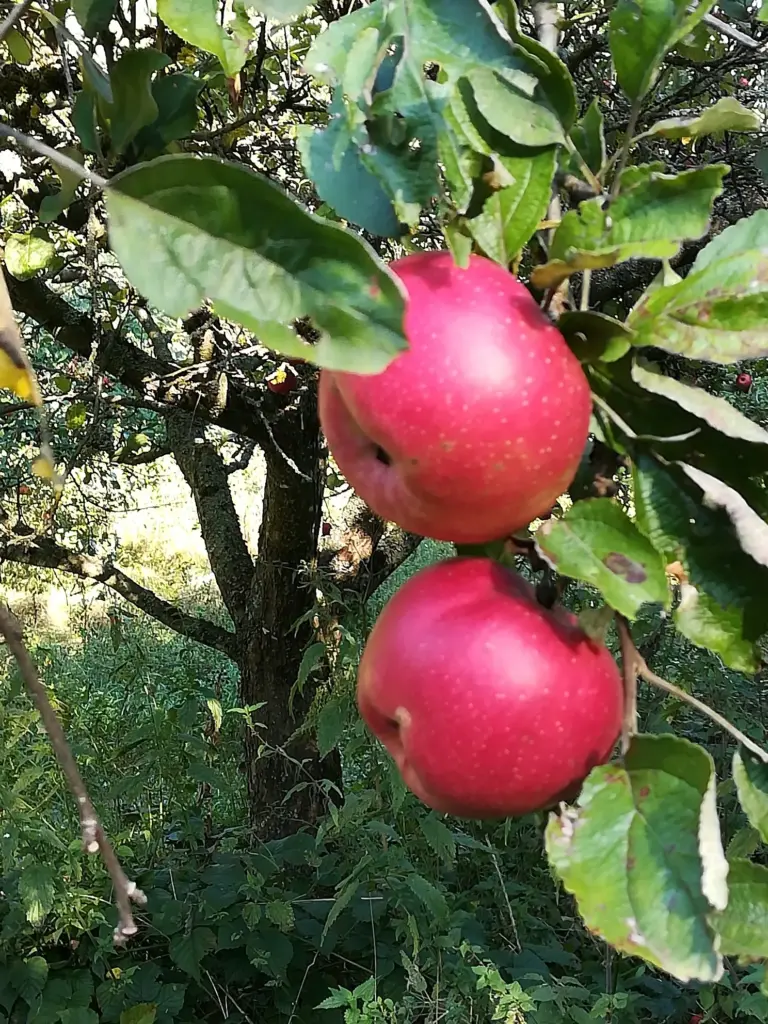 Rote Äpfel am Zweig auf der Obstwiese