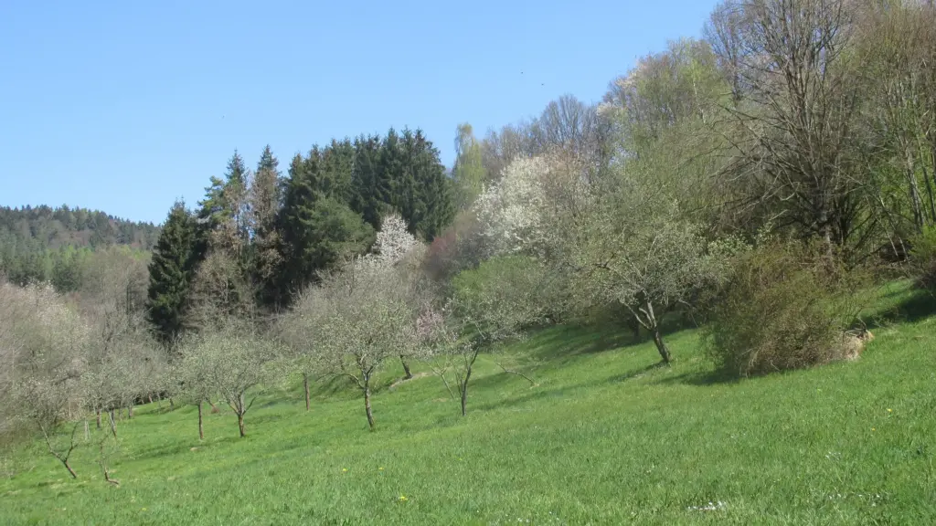 Blühende Obstwiese im Frühling