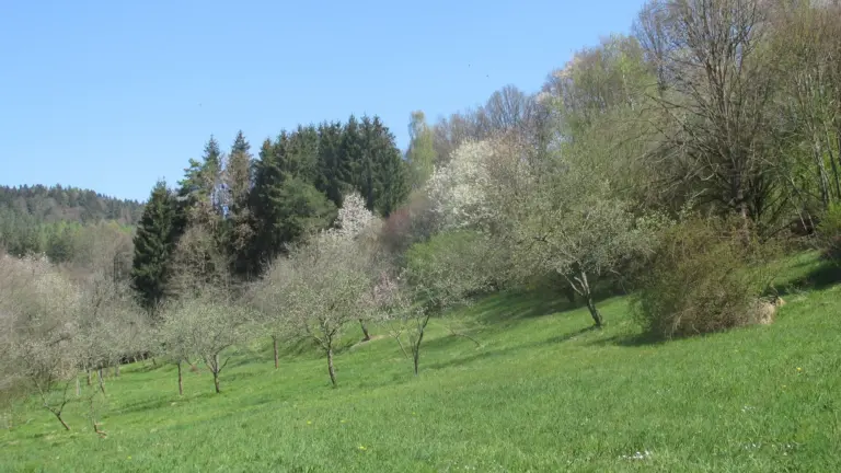 Blühende Obstwiese im Frühling