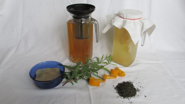 Selbst angesetzter Kombucha in Gläsern