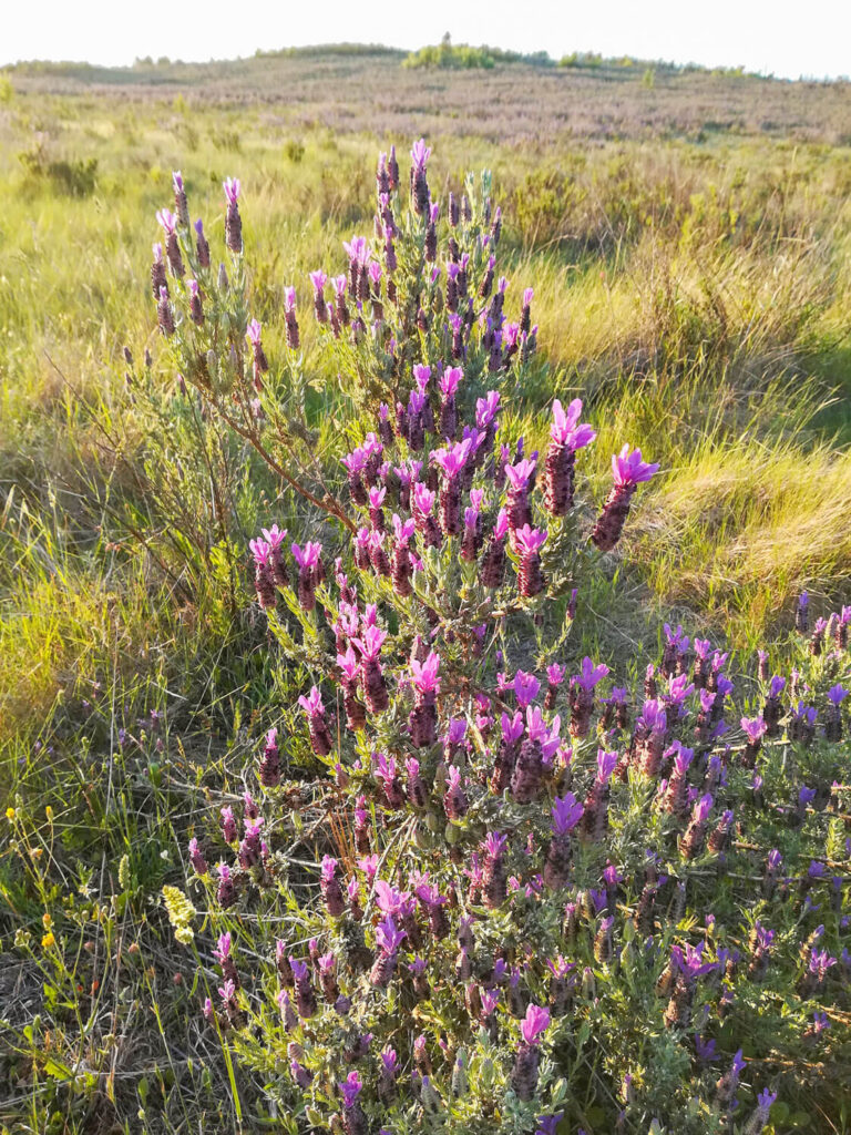 Blühender Schopflavendel in der Wildwiese