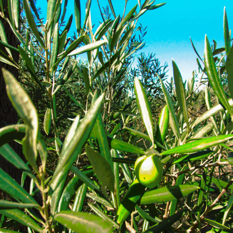 Grüne Olive am Zweig vor blauem Himmel